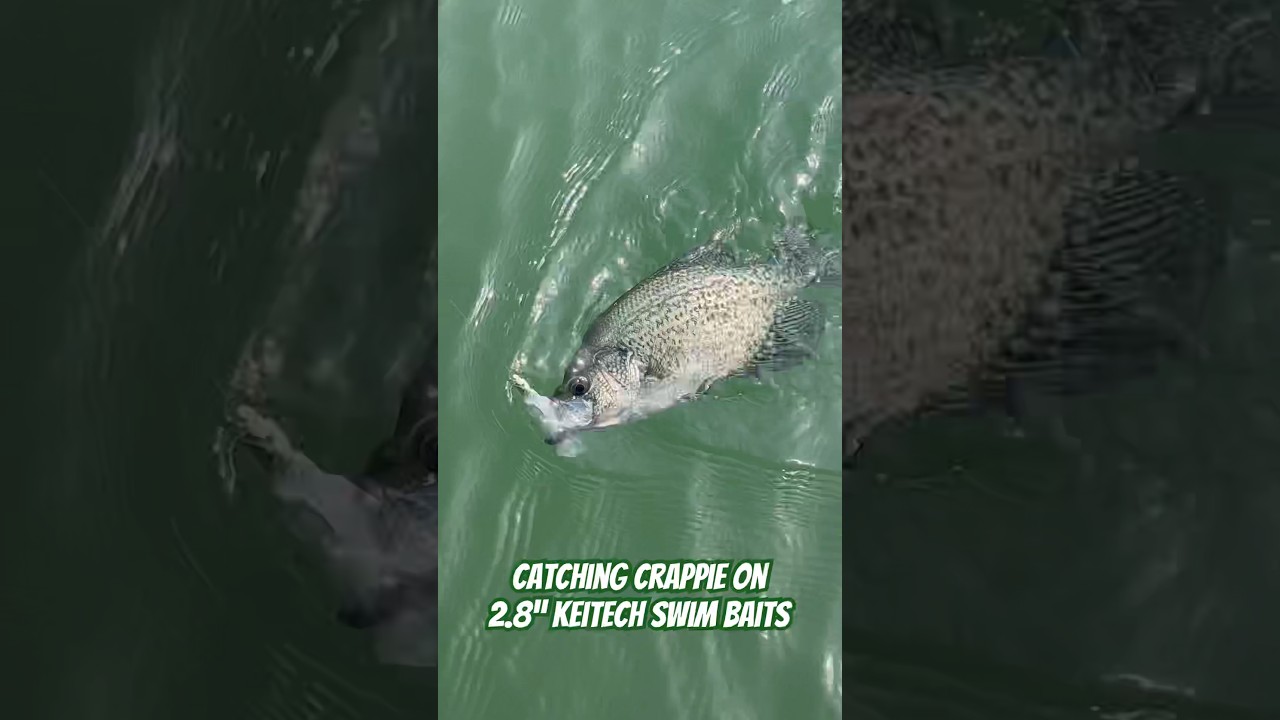 Crappie aren’t afraid to bite larger baits. Upsize if their finicky. 