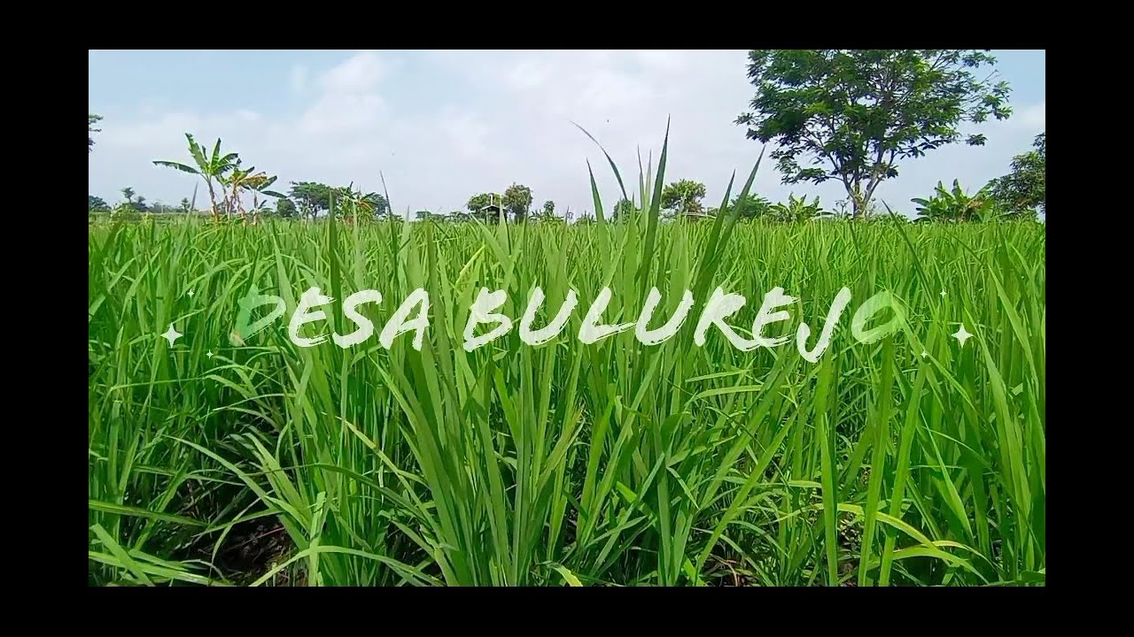 PROFIL DESA BULUREJO KEC. GONDANGREJO KAB. KARANGANYAR |KKNT UNISRI 2021|