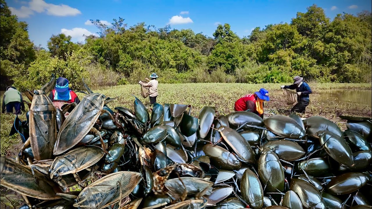 หมายนี้เด็ด!!แมงดาแมงตับเต่าเพียบ6/1/68