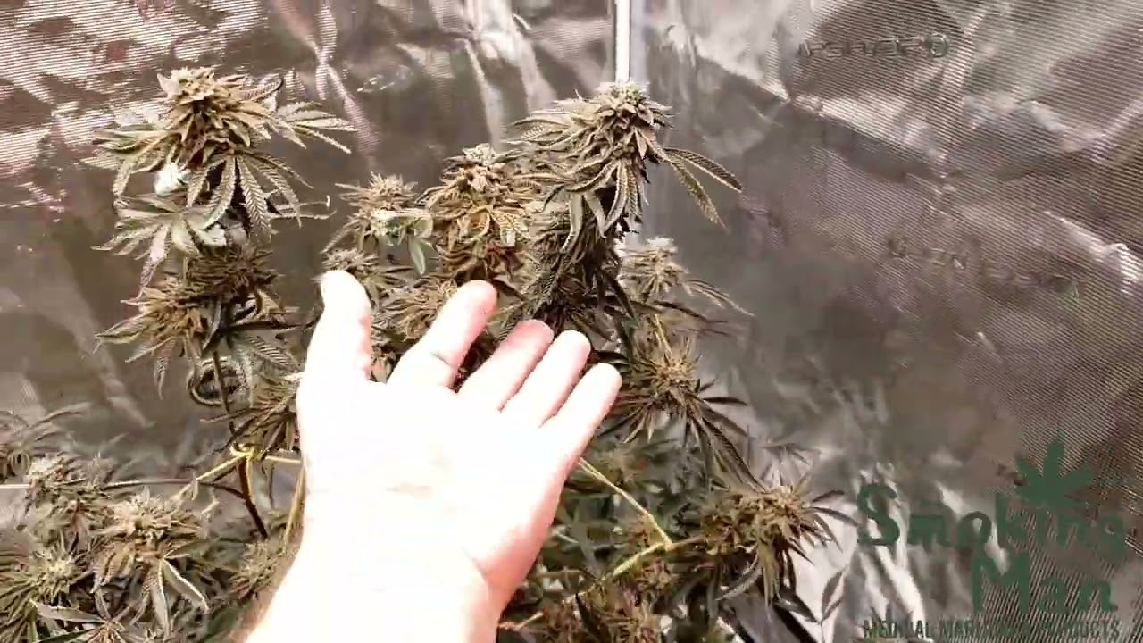 A look at all the #Mars-Hydro grow tents / TS-3000 & FC-3000
