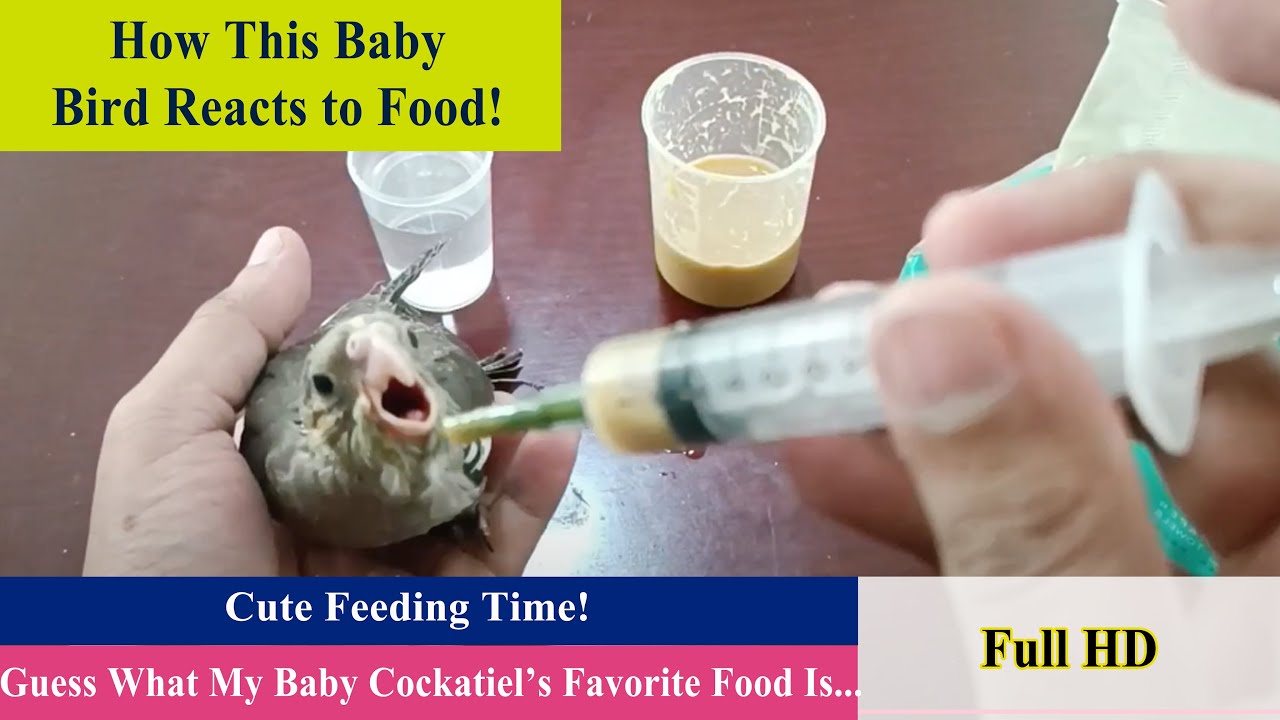 What My Baby Cockatiel Eats 🐣 | Cute Feeding Time!💛💛💛💛