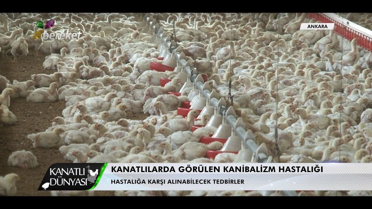 Kanatlı Dünyası | Kanibalizm Koriza ve Şiş Kafa Hastalıkları