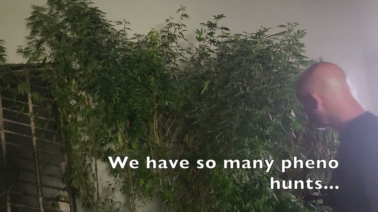 Disposal of old mother plants | Huge cannabis mother plant for cloning