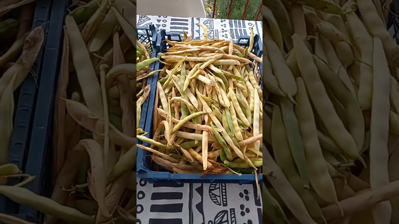 Ma r&eacute;colte de haricots blancs