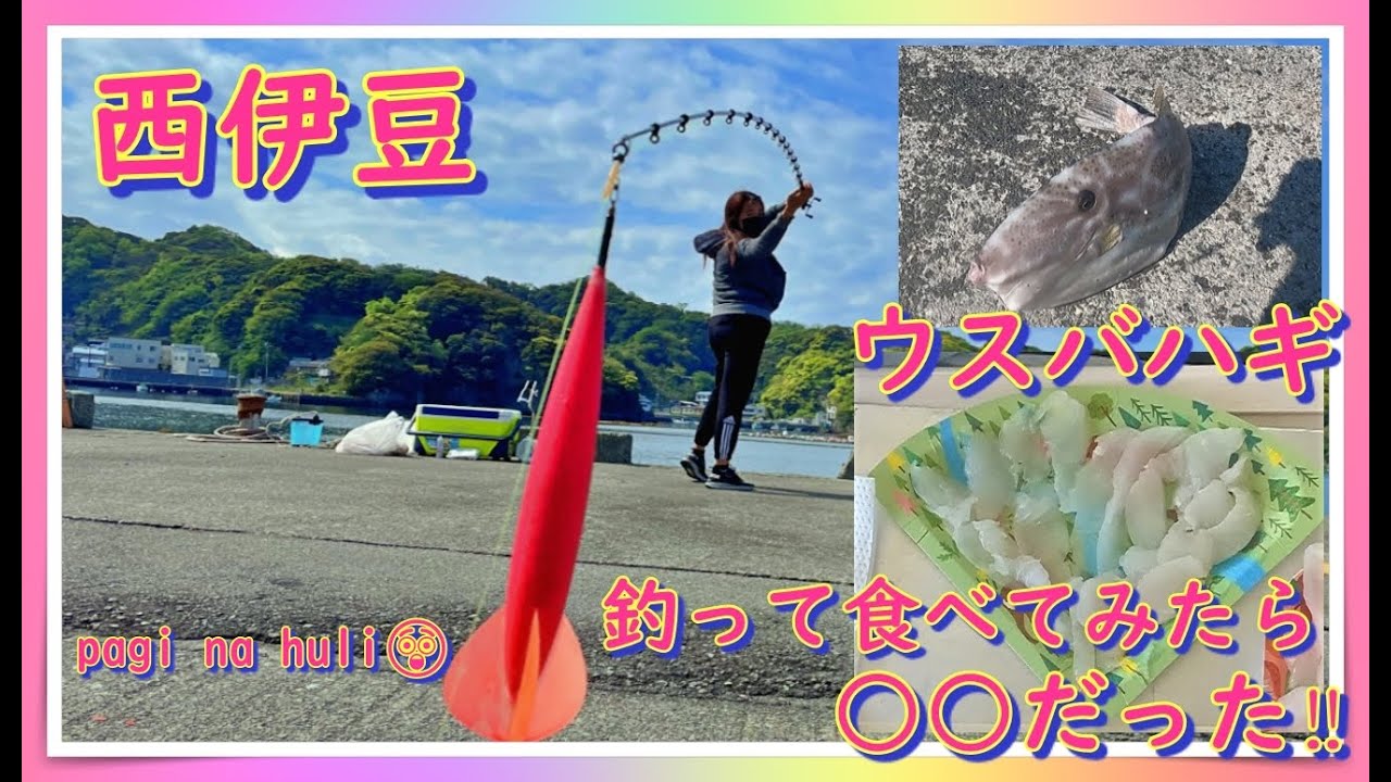 【西伊豆】ウスバハギを釣って食べてみたら意外と○○だった!!