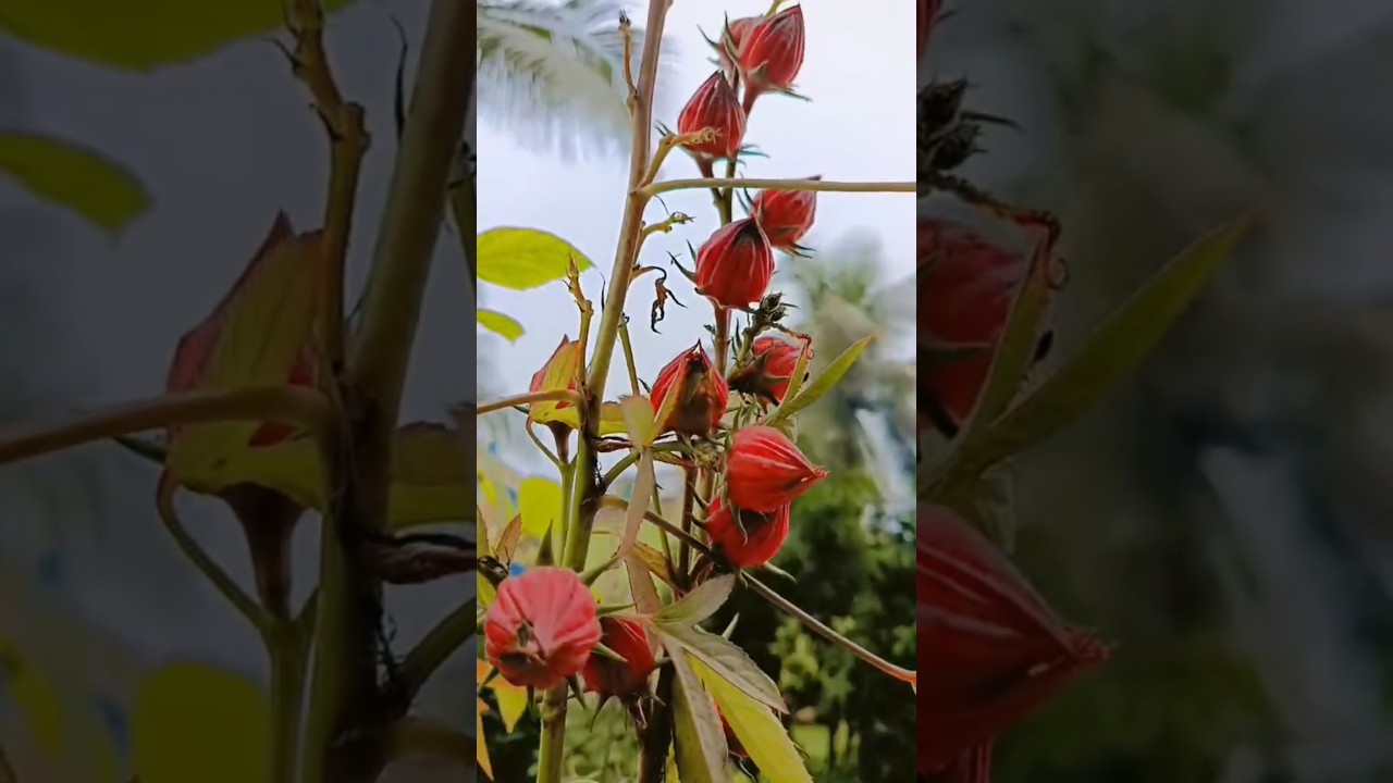 Growing Roselle (Hibiscus sabdariffa) | Fresh Mesta Fruit Harvest & Garden Tour