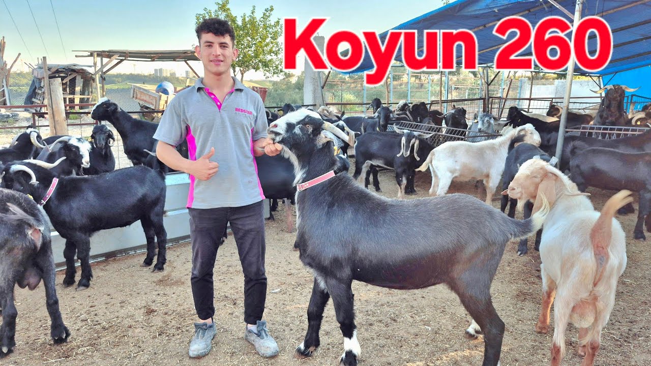 2025 ADANA KILIÇLI KÖYÜ GENÇ BESİCİ RAMAZAN #keşfet #koyun #keçi #kurbanlıkfiyatları #2025