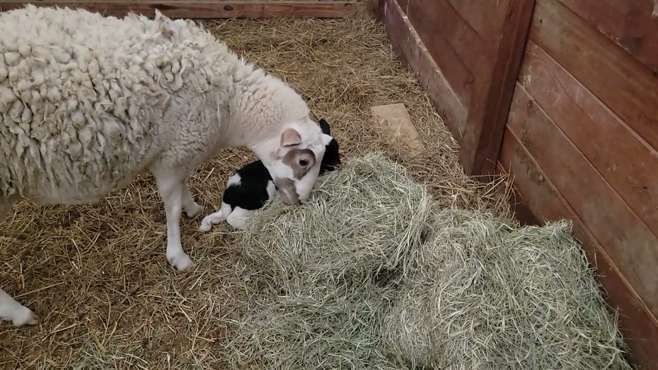 Baby lamb has the zoomies