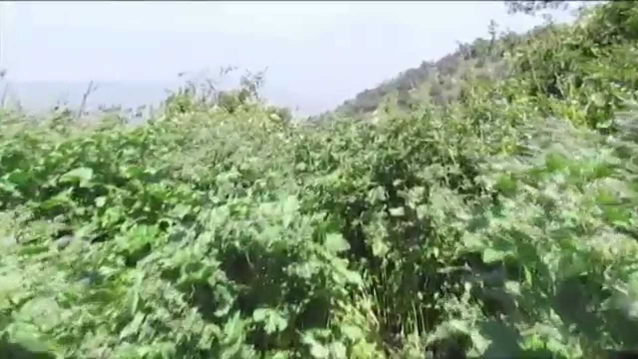 ATIQUIPA LA COMUNIDAD DE LAS LOMAS