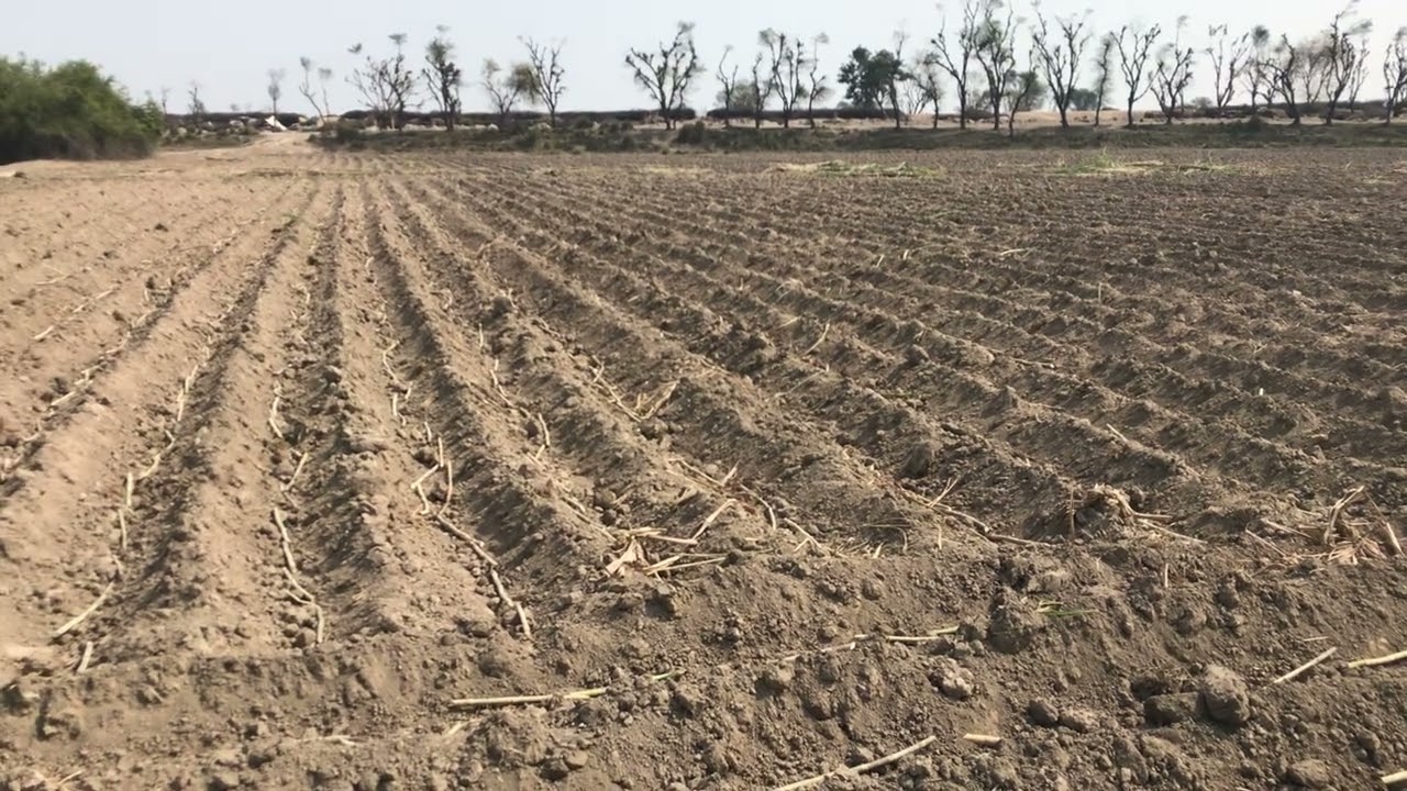Sugarcane seed 2