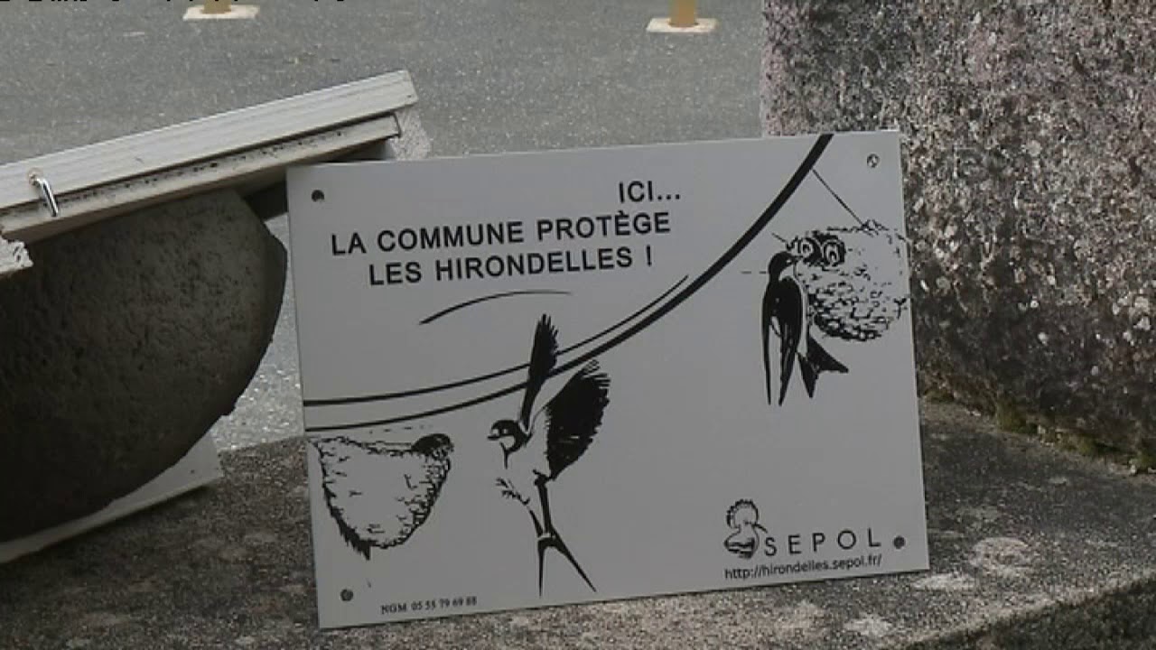 disparition des hirondelles