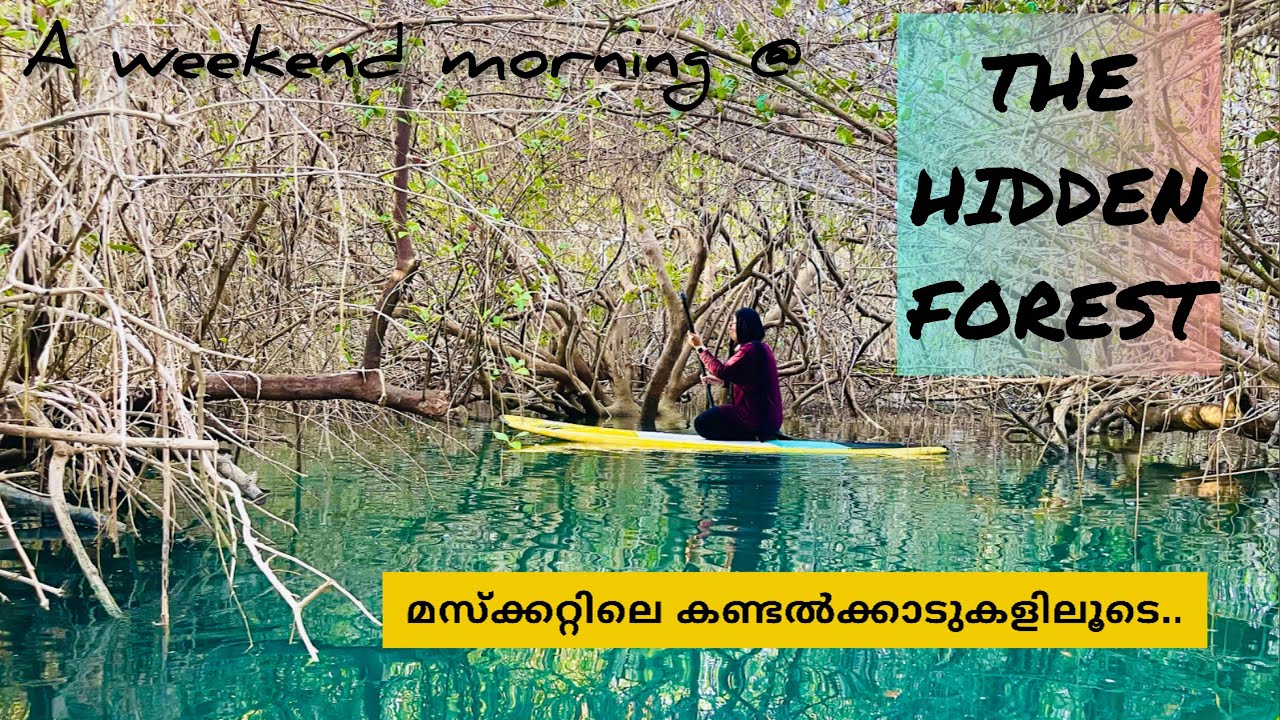 The Magical- Qurum Mangrove Forest | the Guardians of the coasts | Muscat | Oman | Malayalam Vlog