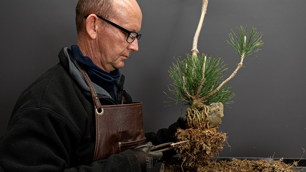 Growing pines from seed, part 4