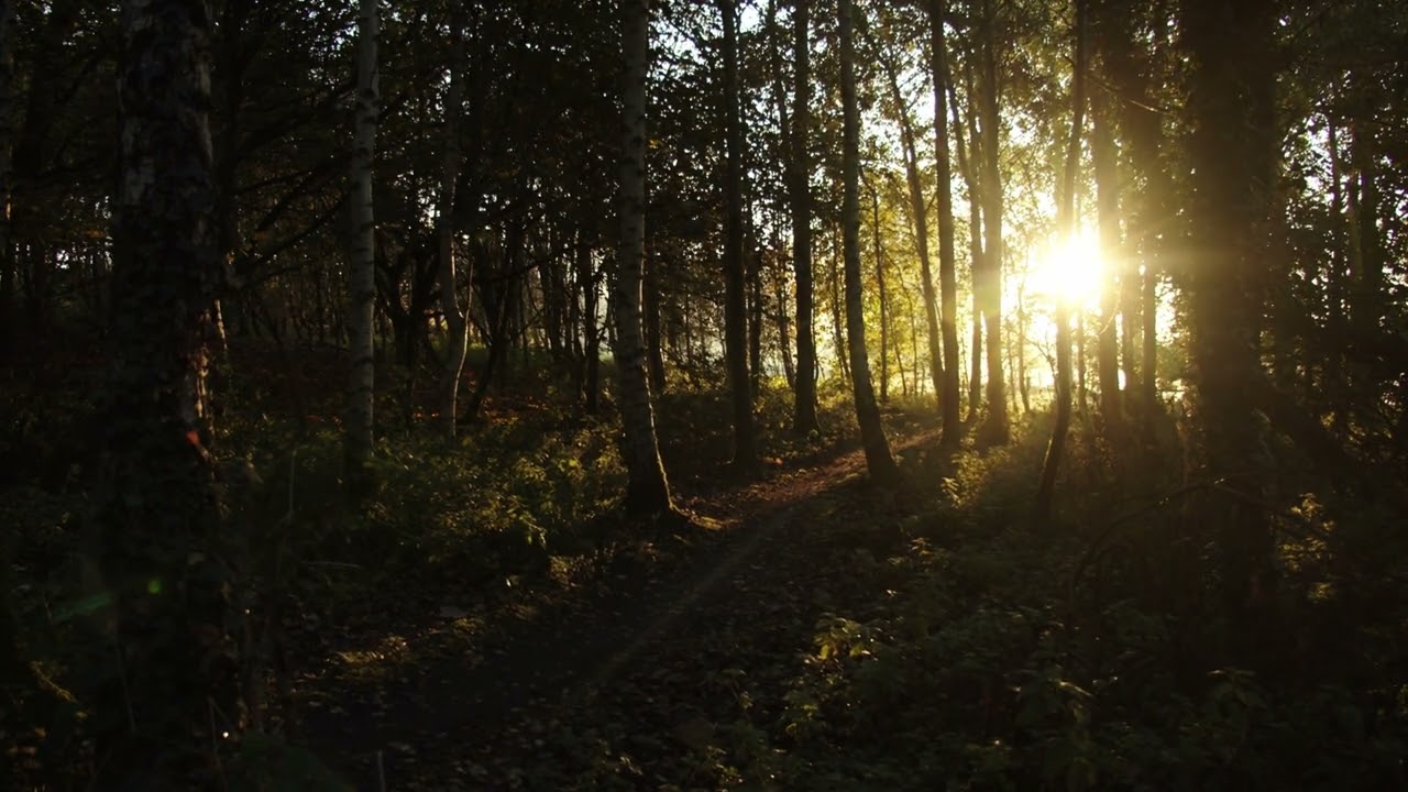 Find Your Zen with the Ambient Sounds of the Forest and Singing Birds. Best for Sleeping & Relaxing