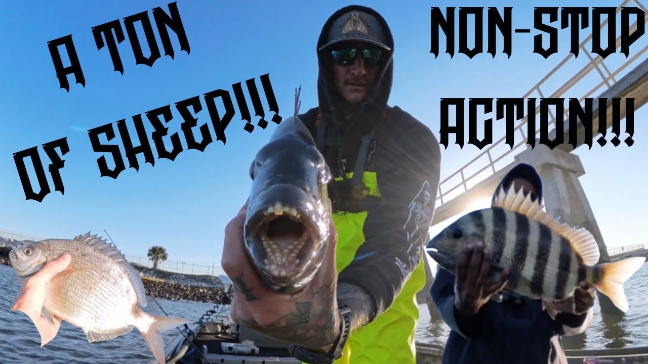 NON-STOP ACTION catching sheepshead in Florida! #fishing #florida