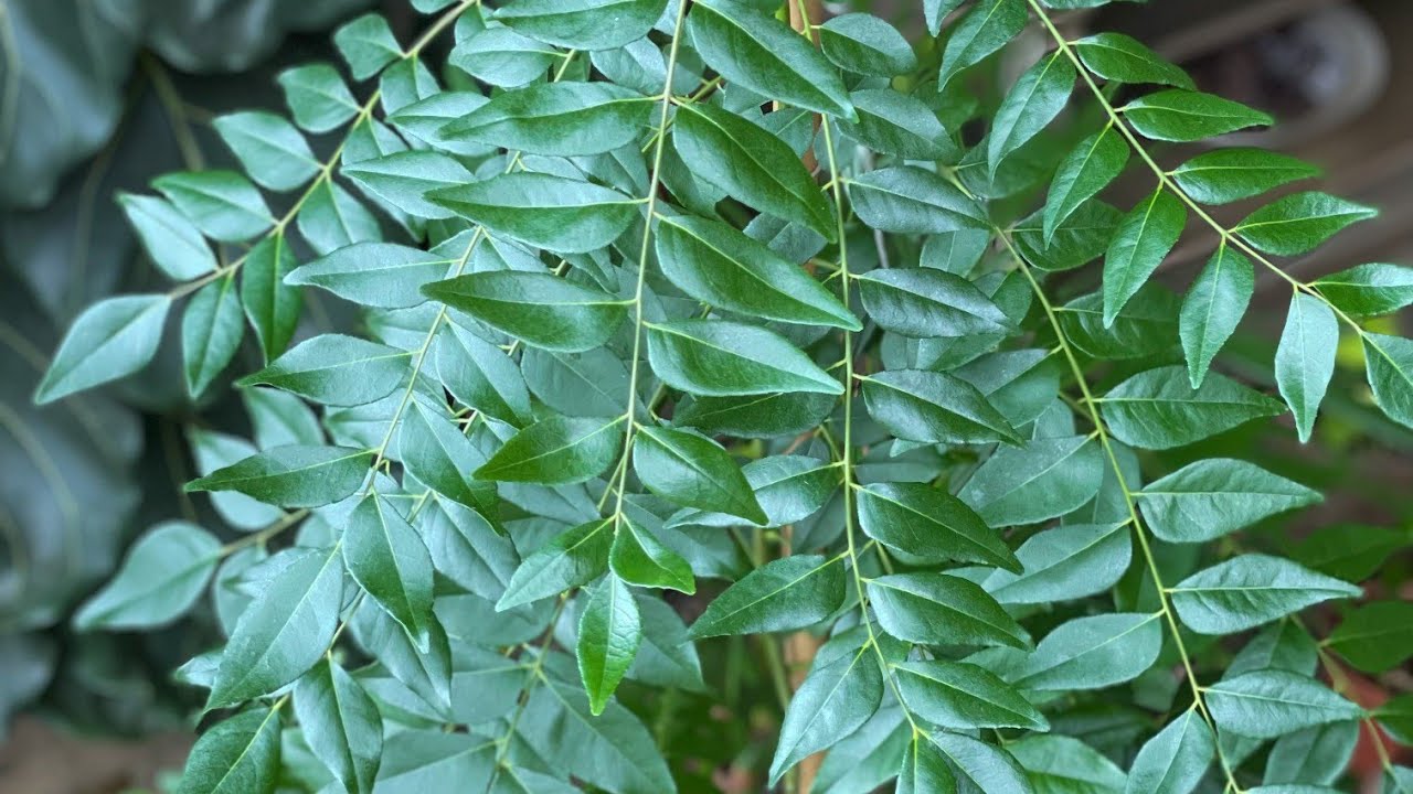curry leaves plants ki repotting kare #fullcare  #importanttips  #beginners 