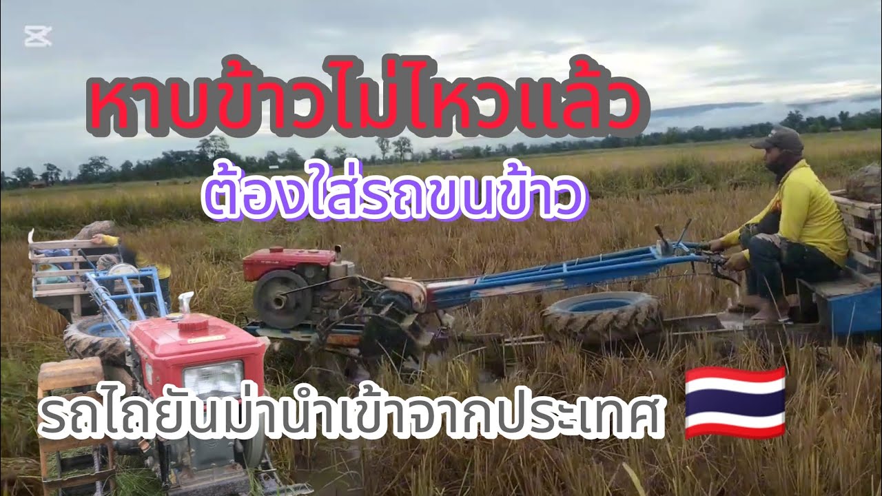 ของแท้นำเข้าจากฝั่งไทย🇹🇭 #หาบข้าวไม่ไหวต้องเอารถมาขนข้าว #ฝากกดติดตามด้วยนะครับ 