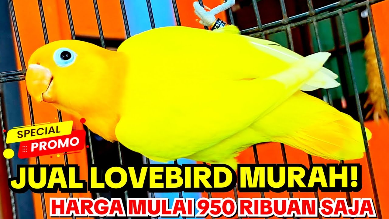 LOVEBIRD MURAH! 950 Ribu saja, Burung Sehat Dan Warna Cantik
