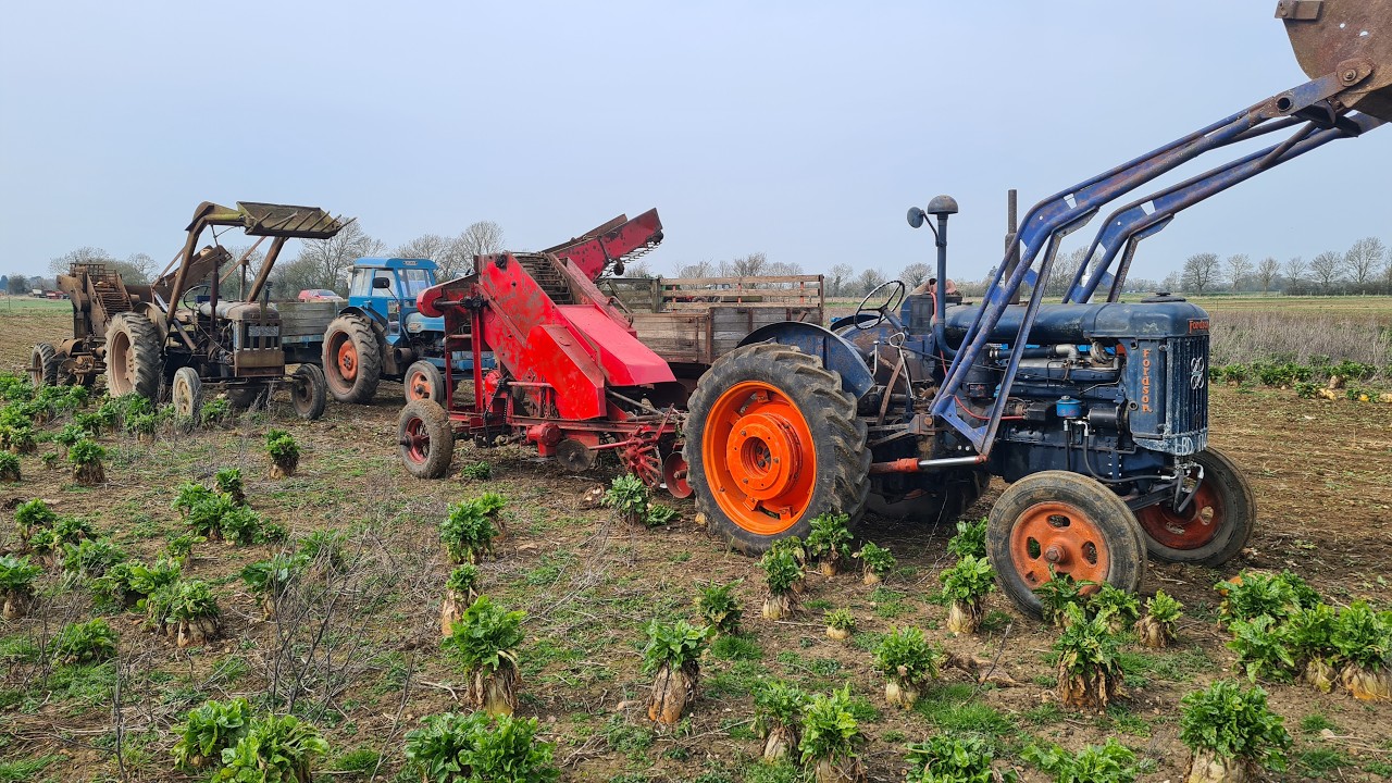 vintage fodder beet lifting