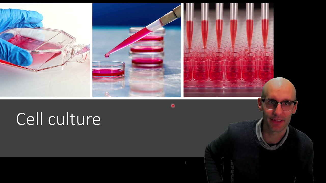 What is cell culture and how does it work?