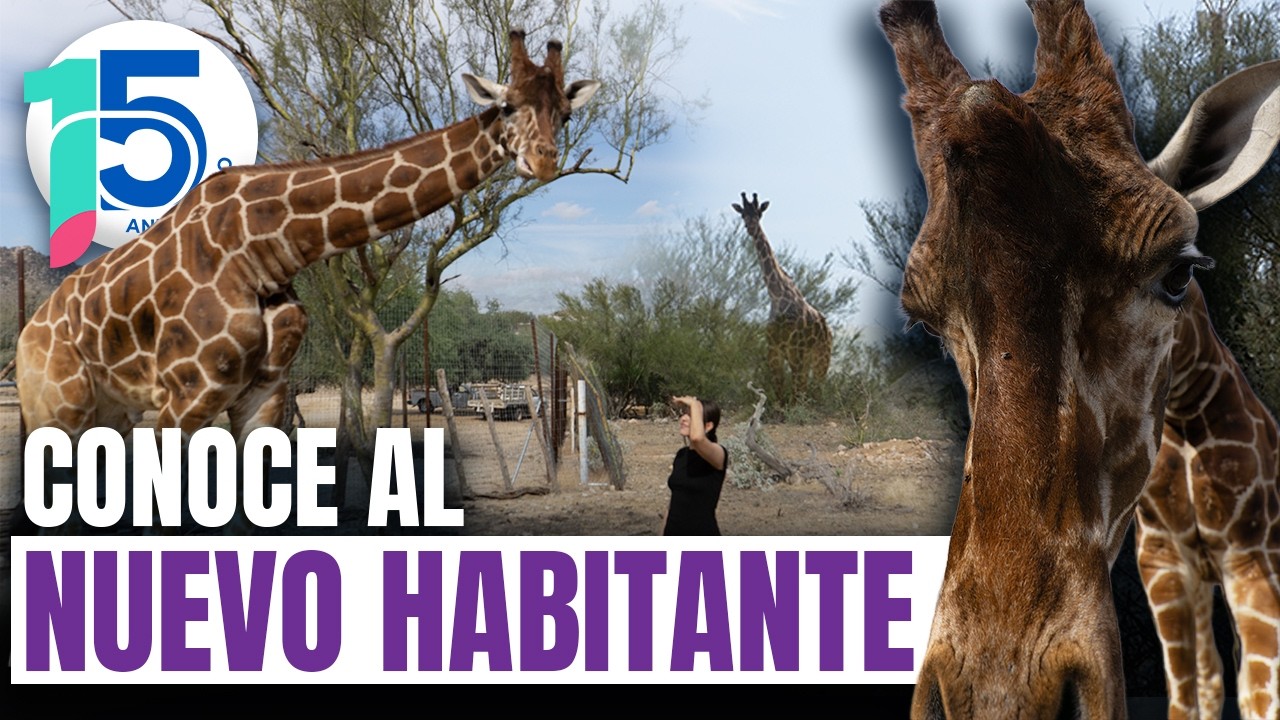 ¡Bienvenido a casa! Hermosillo recibe a su nueva jirafa y TÚ serás el encargado de ponerle nombre