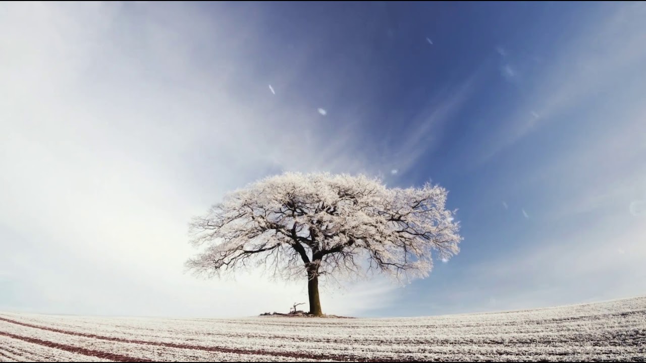 Musique de piano relaxante et douce | Quiet Tree par Thoribass