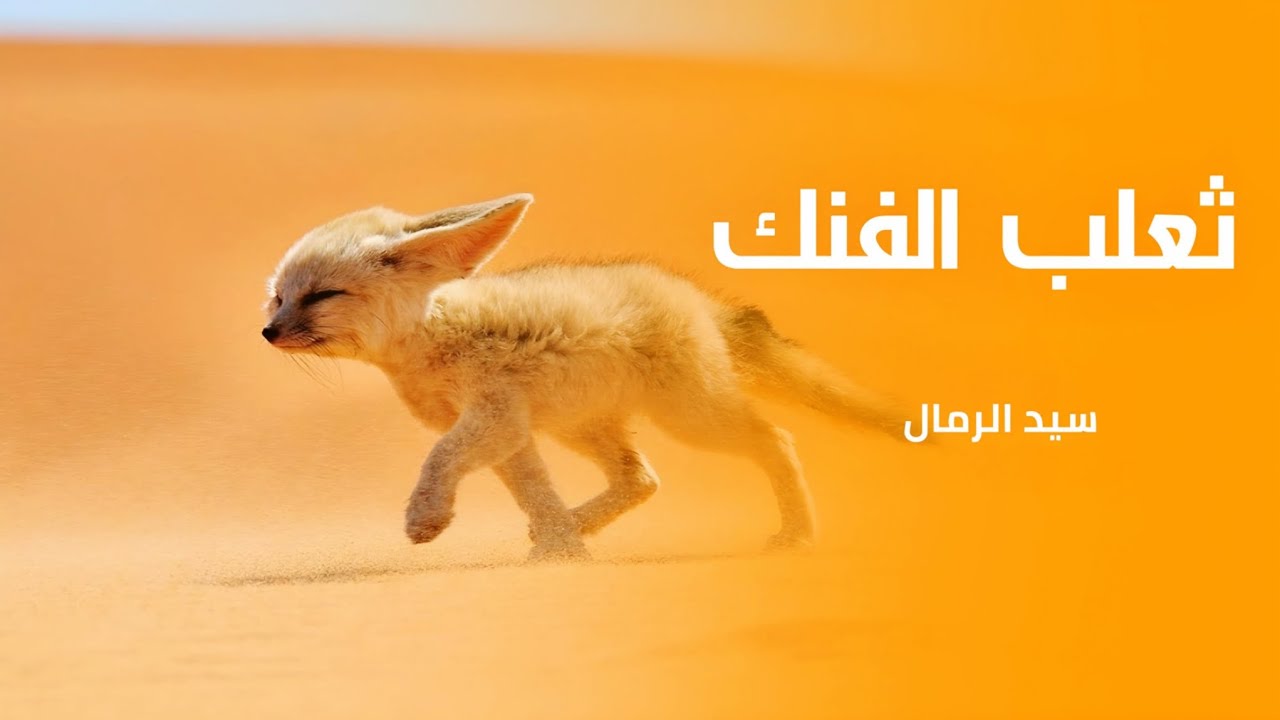 الفنك الجزائري | الحيوان الوطني | ثعلب الفنك: ملك الصحراء الجزائرية