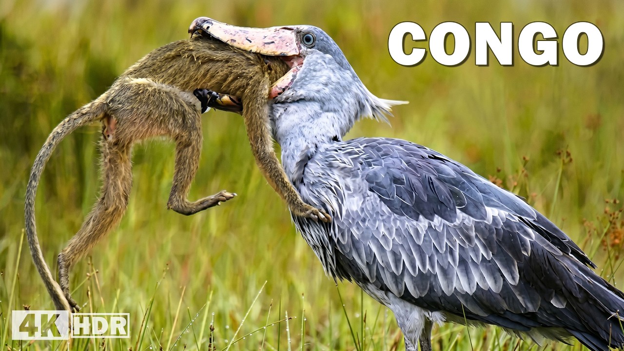 WILD CONGO | Predators That Rule the Most Dangerous Jungle | Nature Animal Documentary