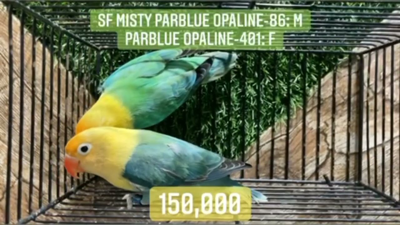 NS Avairy birds for sale 14/11/22