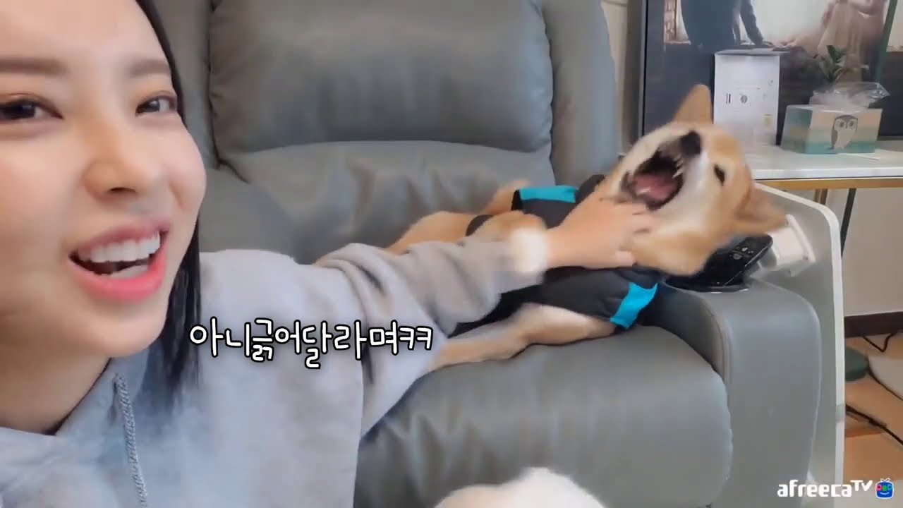 긁어달래서 긁어줬는데? [시베리안허스키(Siberian husky,シベリアンハスキー), 시바견(Shibainu,柴犬), 믹스견백설]