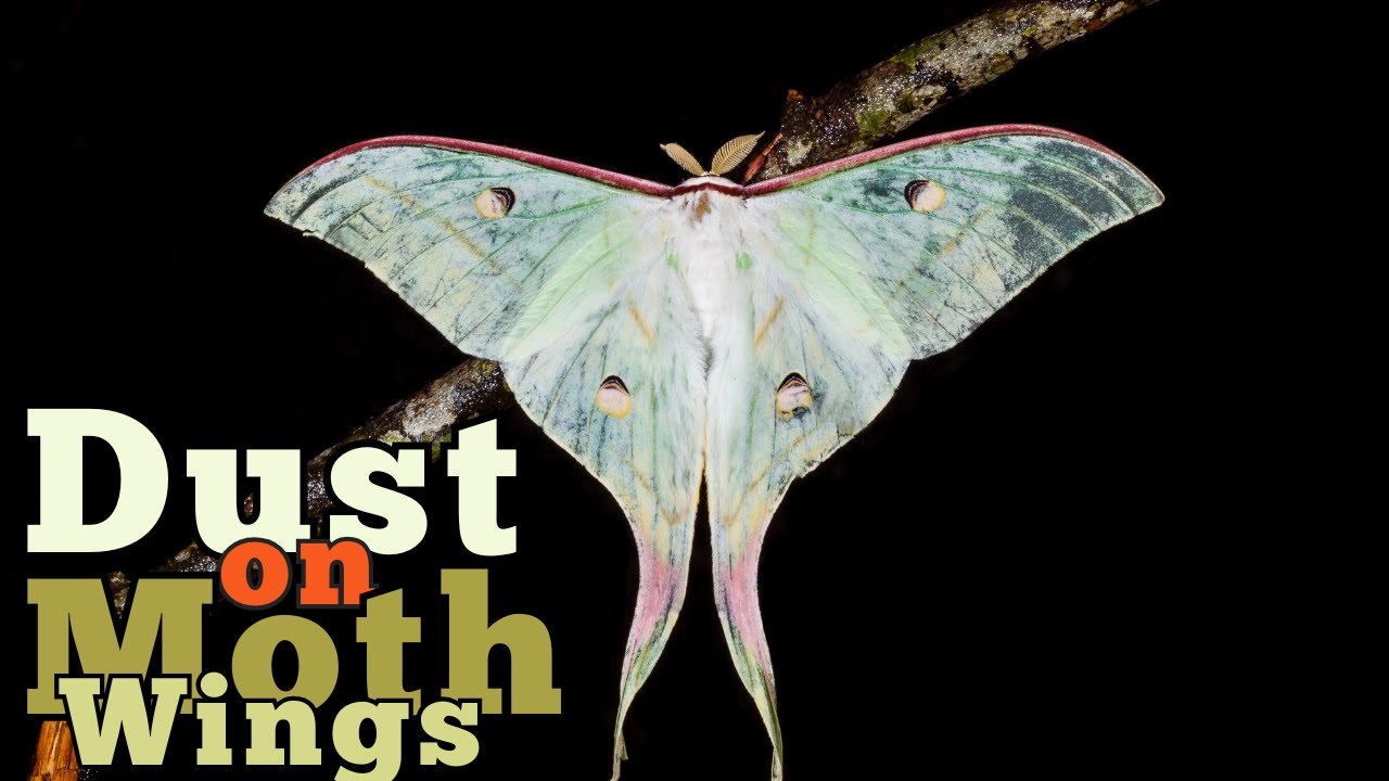 The Dust on Moth Wings: What It Does and Why It Matters