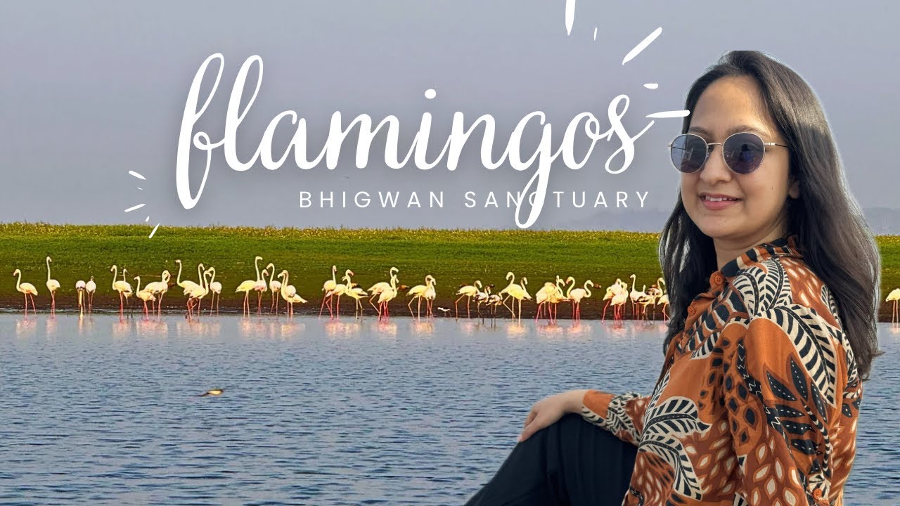 48 Hours of Wander EP3 🚗 | Bird Watching at Bhigwan | Flamingos Near Pune