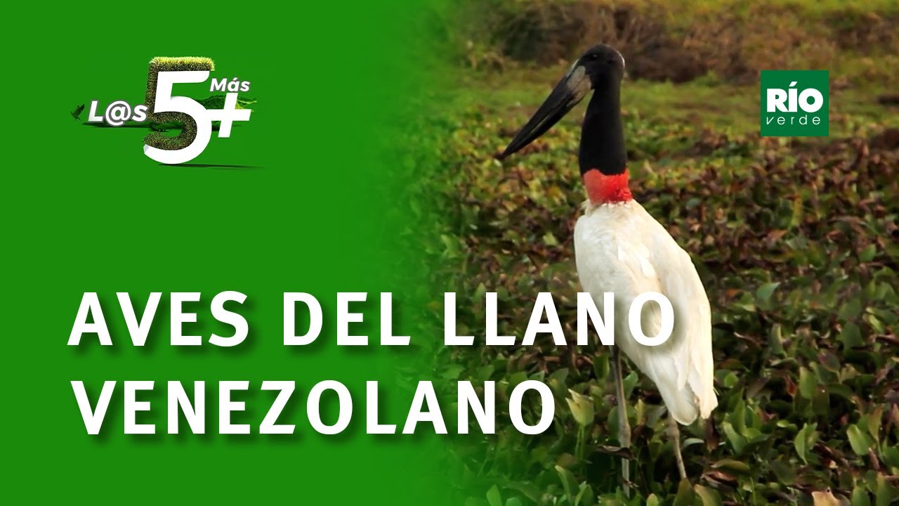Aves del llano venezolano - L@s 5 +