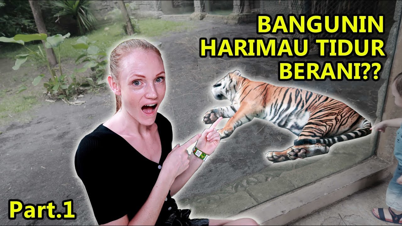 BANGUNIN HARIMAU TIDUR BERANI NGGAK??