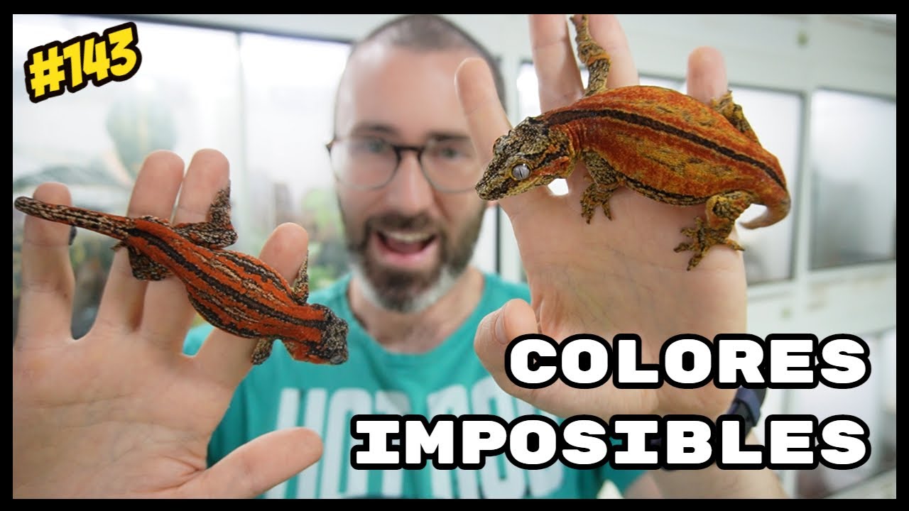 Así son NUESTROS CRUCES de RHACODACTYLUS AURICULATUS en 2024 | KANAKY VLOG #143
