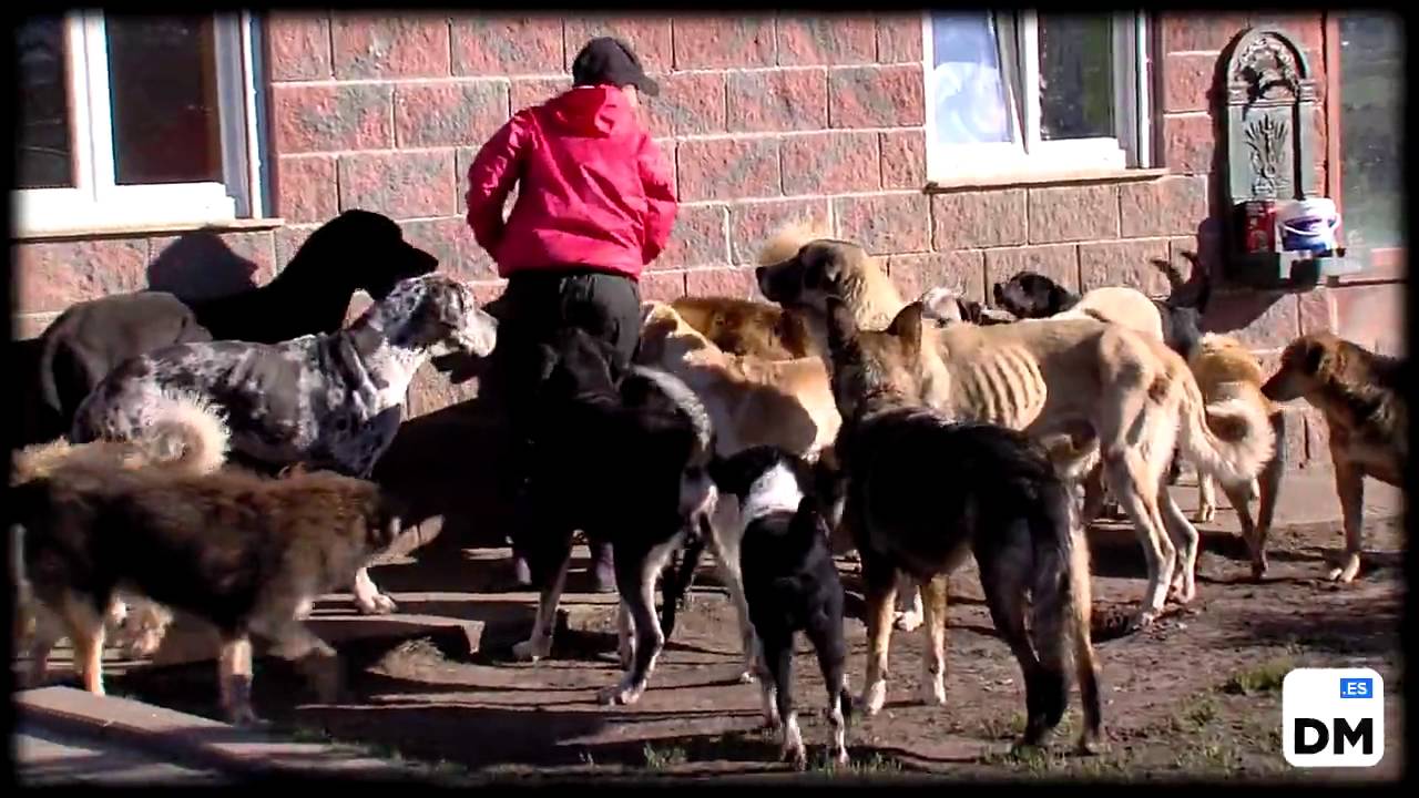 Triste final para algunos de los perros abandonados en Cantabria