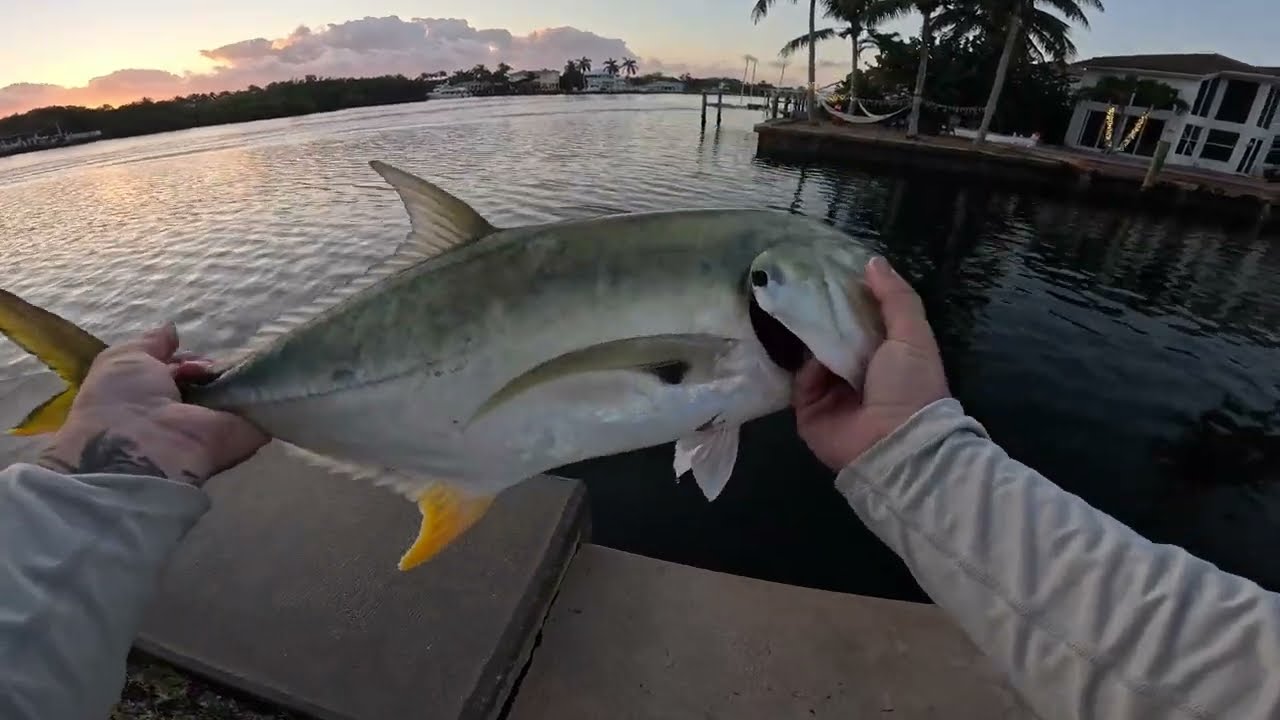 Topwater jack crevalle / land base fishing .