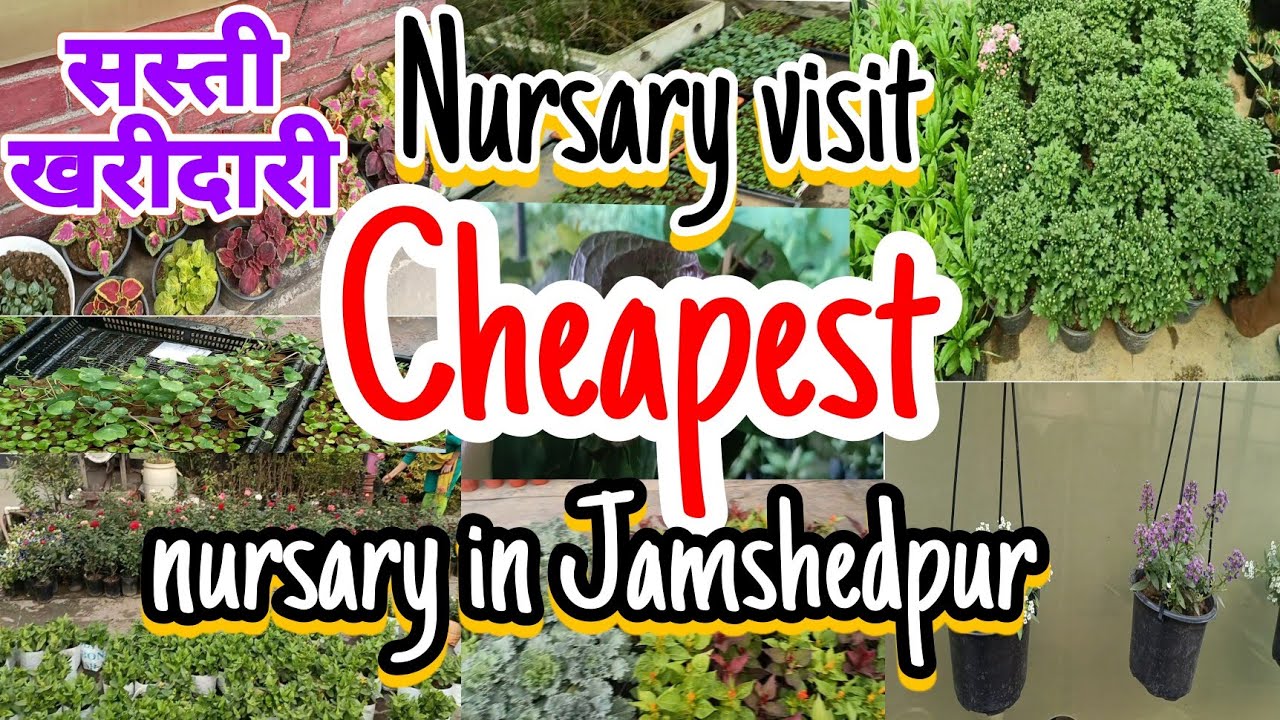 Nursery visit.plant nursery tour//chepest plant nursery//jamshedpur nursery//winter plant with rate.