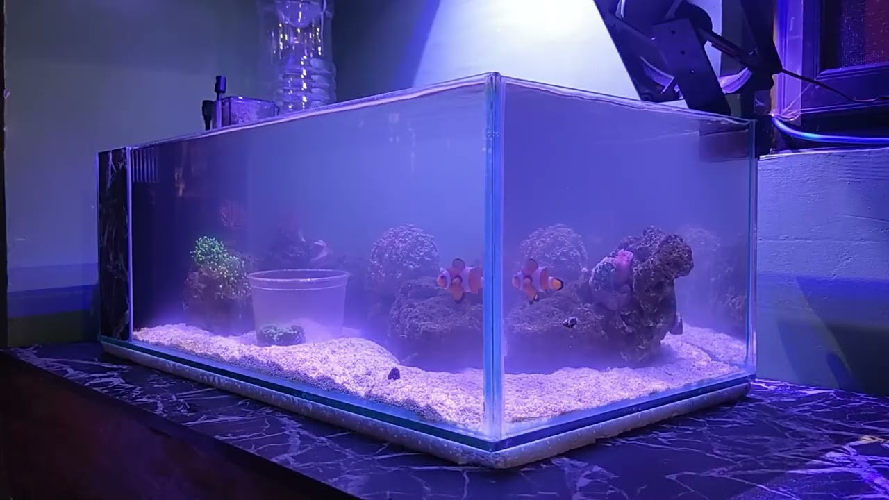 Growing my Pulsing Xenia - DIY AIO Shallow Nano Reef Tank - Episode 18
