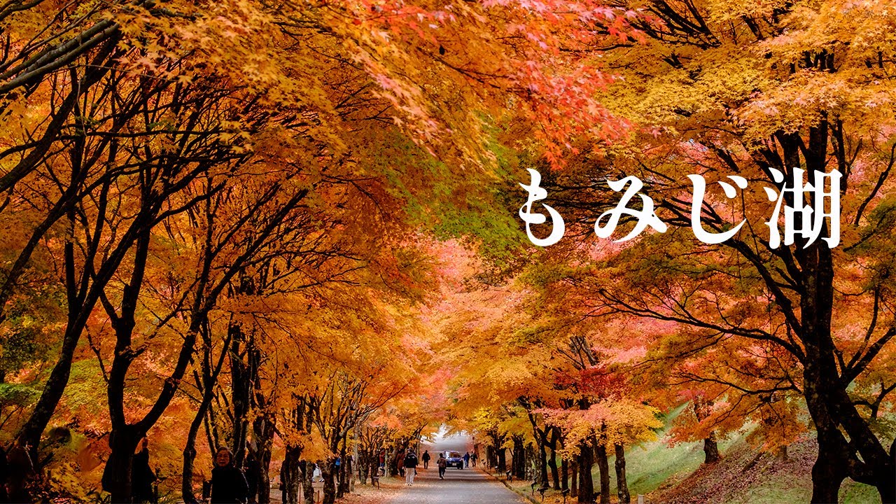 【もみじ湖・箕輪町】もみじのトンネルを歩く｜紅葉に包まれる癒しの散歩時間【風景写真を撮りに】