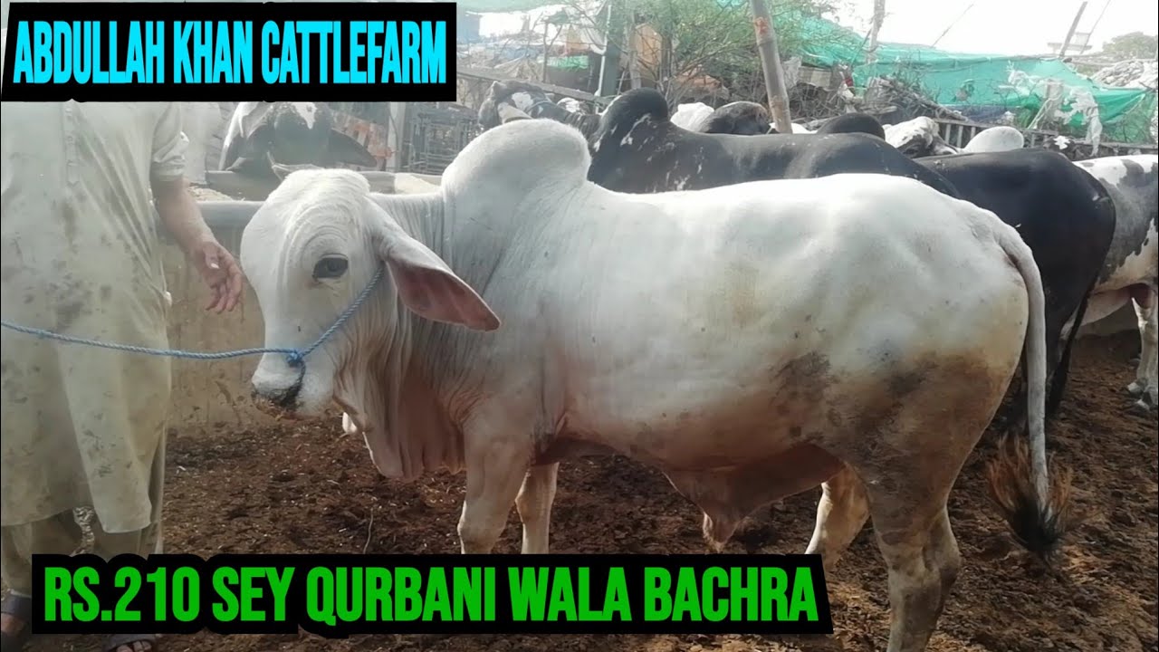 Abdullah khan cattlefarm contact 0315 2847676 location sohrab goth insaaf hospital Karachi