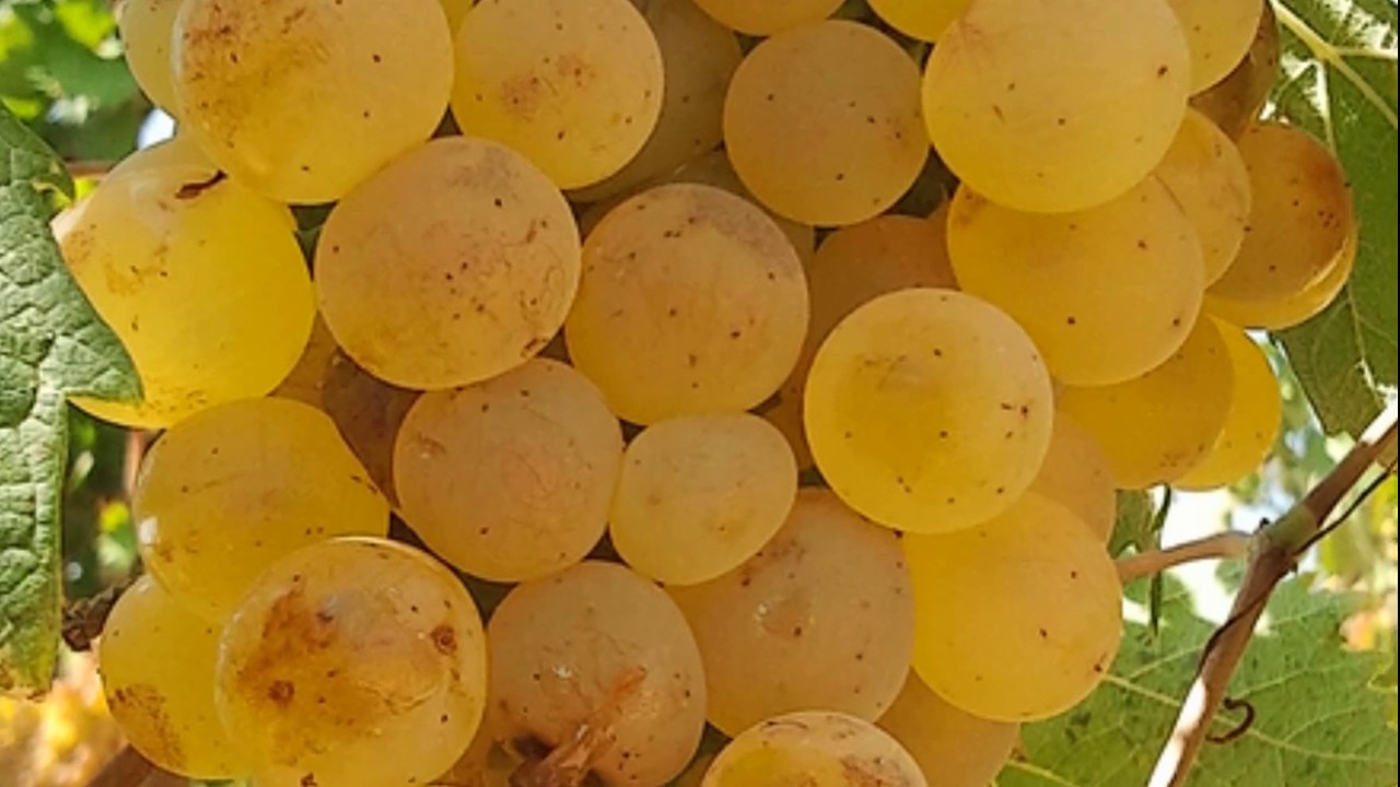 Fare il vino Vinificazione del bianco Chardonnay Sardegna