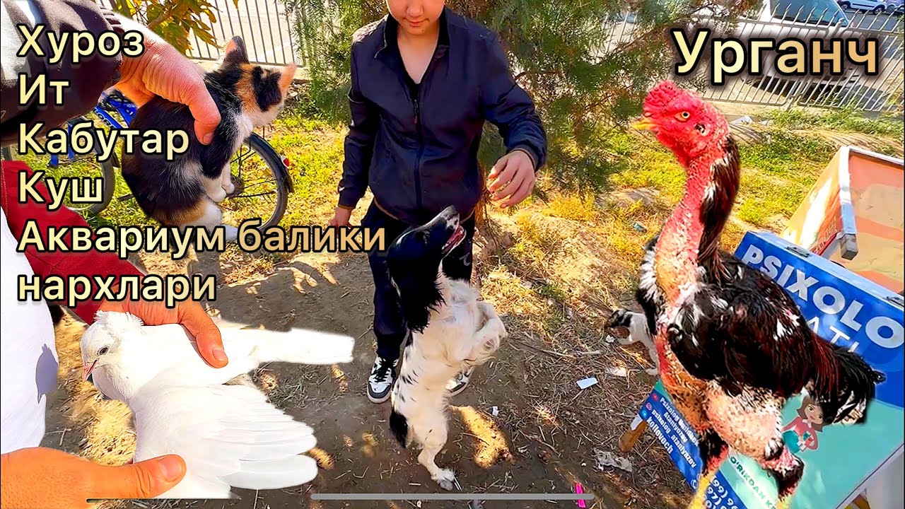 Хуроз.Ит.Кабутар.Балик.Куш.нархлари.Урганч .22.09.2024