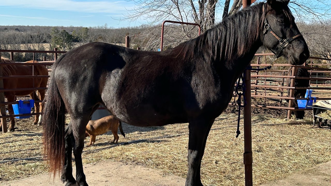 Did we save TWO or THREE on this rescue BELITA #rescuehorse #rescuemission  #rescueandalusian