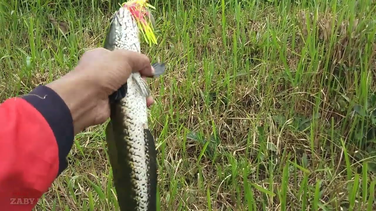 umpan paling ampuh buat ikan gabus yang susah makan | casting gabus