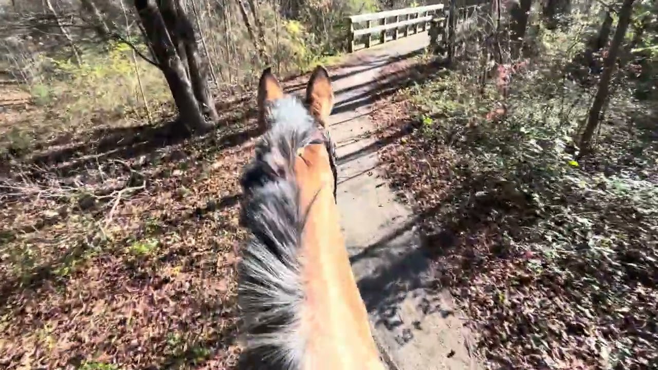 Zans Blue Snap AKA Willow foxhunt and trail ride Nov. 2025