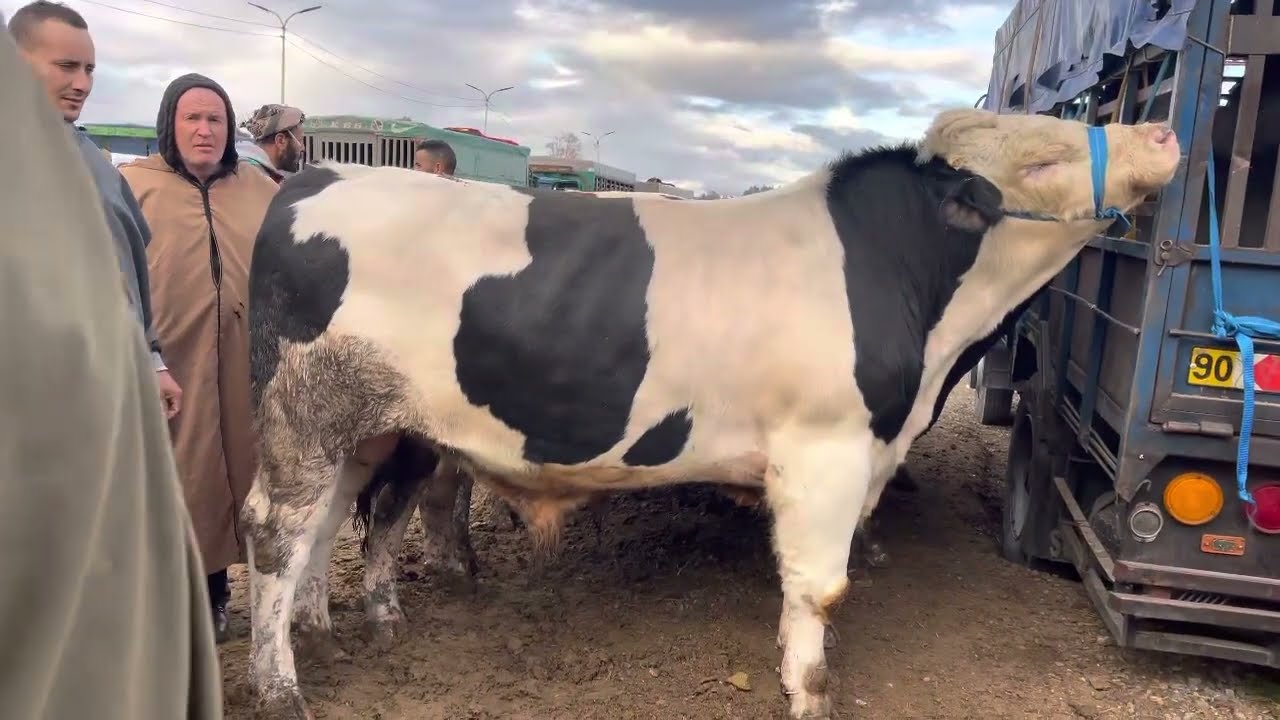 عجول العلمة تخطف الأنظار بسوق البويرة للأبقار ا من سوق البويرة للأبقار تغطية خاصة 🇩🇿🇩🇿