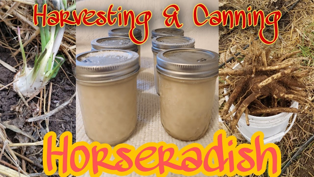 Harvesting and Canning Horseradish | Winter processing food | Organic Farming