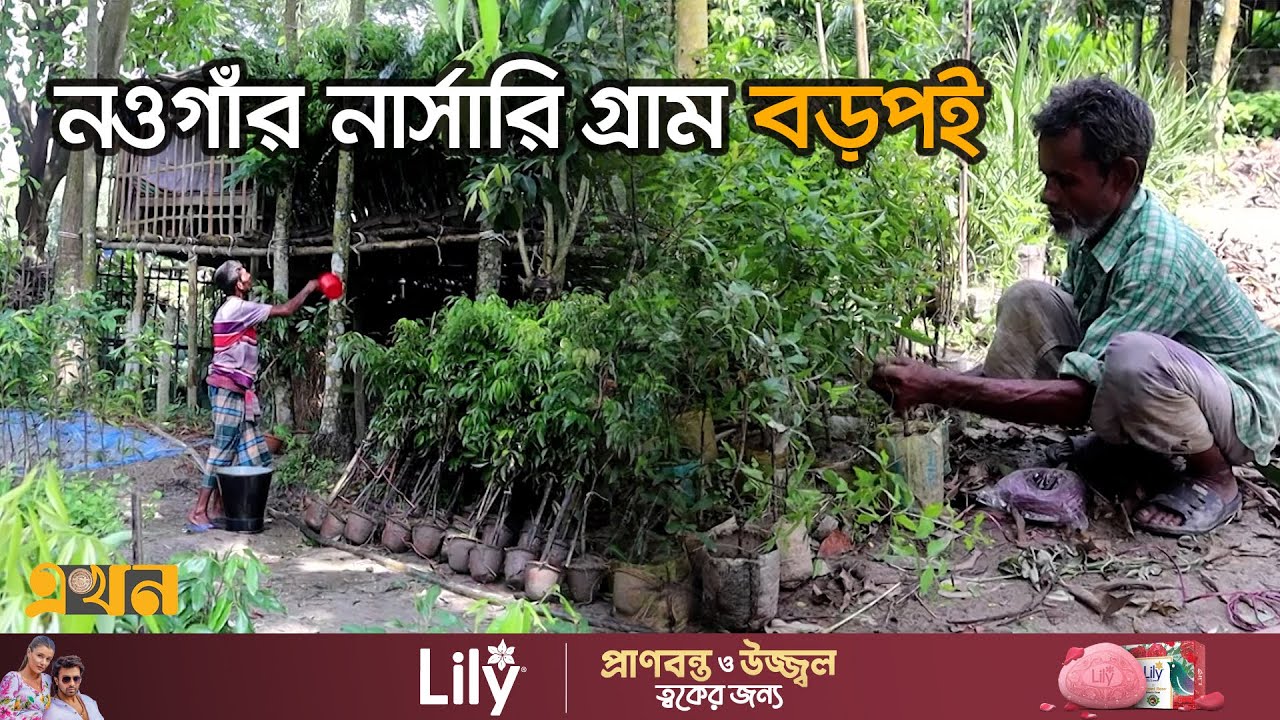 বছরে এক গ্রাম থেকে ৪ কোটি টাকার চারা বিক্রি! | Naogaon News | Garden | Nursery | Ekhon TV