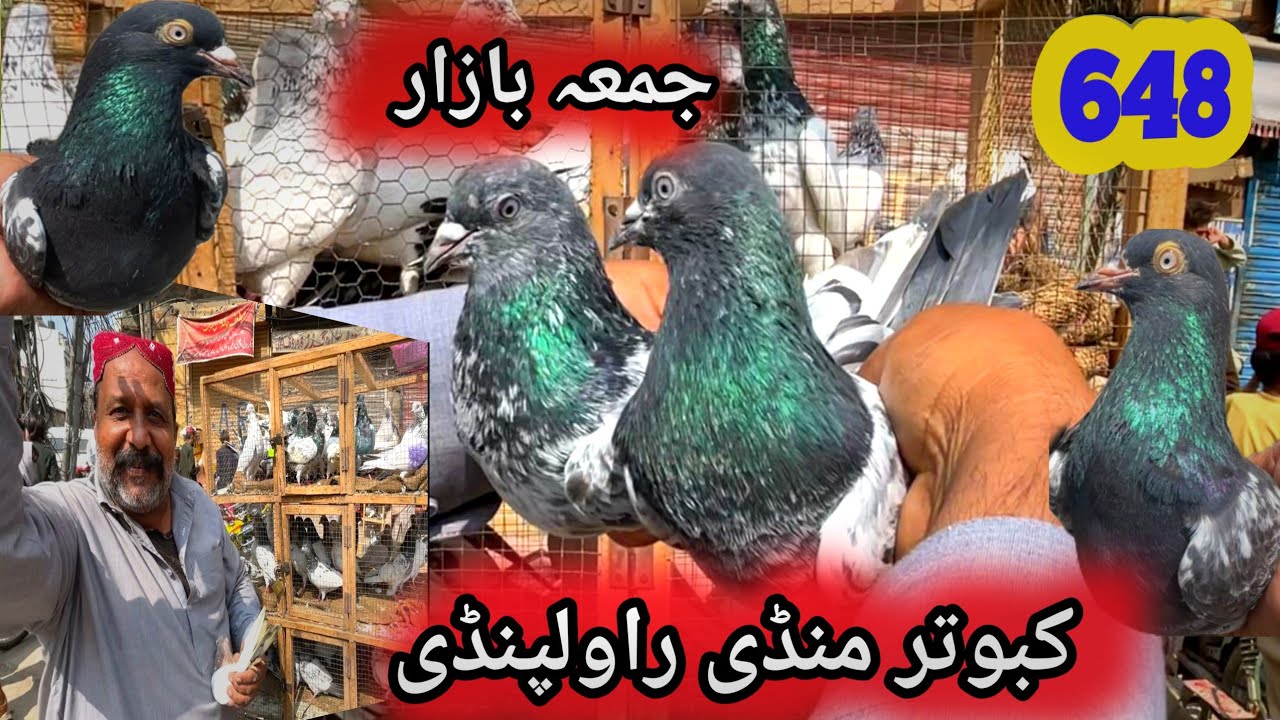 648 | Friday Kabootar Mandi Rawalpindi Today 3/20/2026 | High Flyer Pigeon Market Price Latest Video